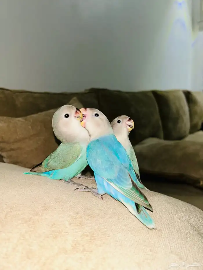 فروخ روز مفطومه هدد نشبه((تم البيع)) 9