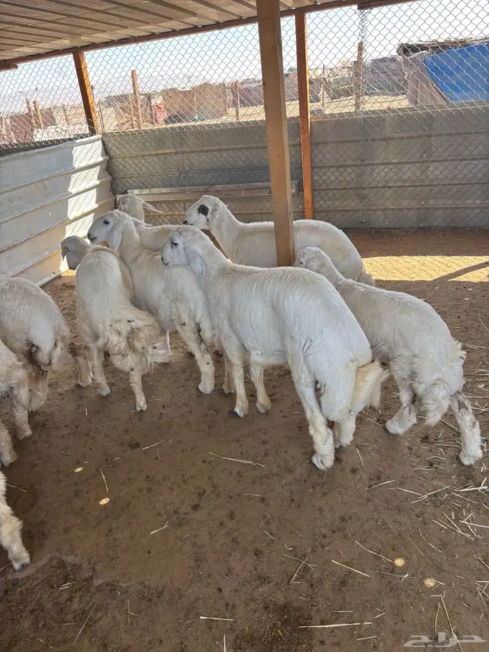 ذبايح حري ذبائح نعيمي ذبح وتوصيل 3