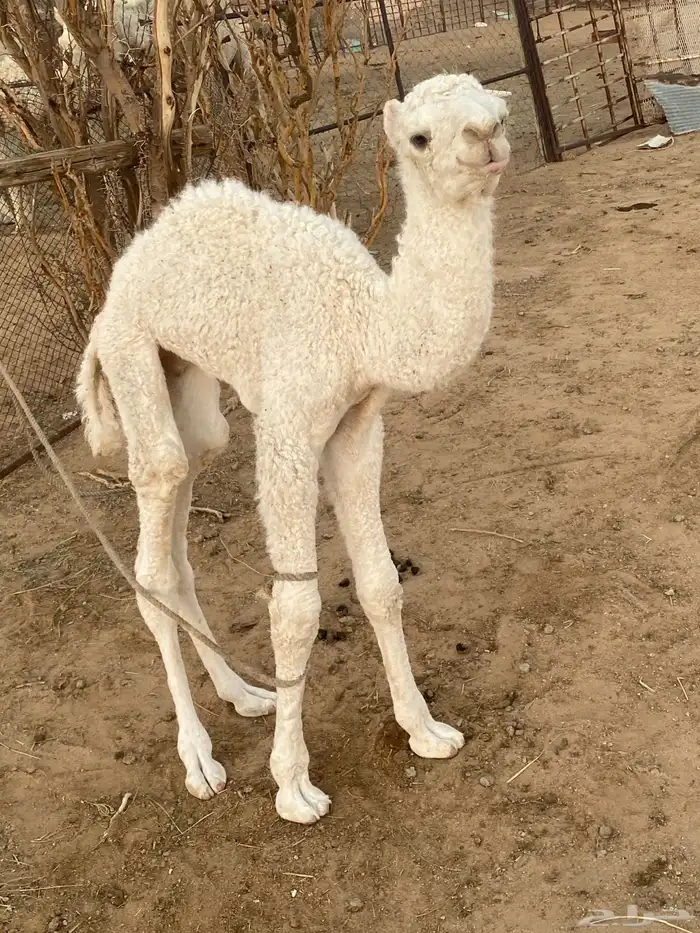 حوار اوضح للبيع 1