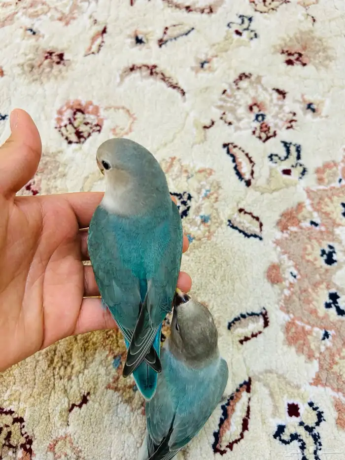 فروخ روز مفطومه هدد نشبه((تم البيع)) 2