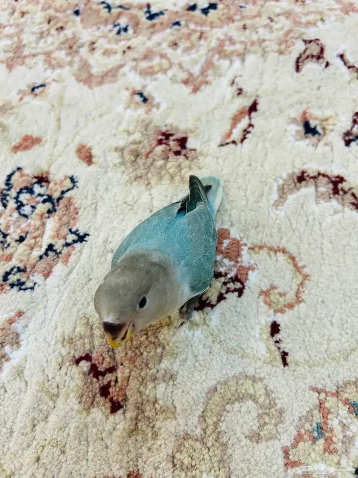 فروخ روز مفطومه هدد نشبه((تم البيع)) 8