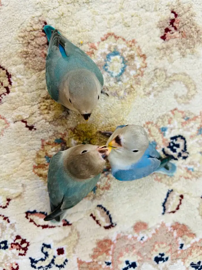 فروخ روز مفطومه هدد نشبه((تم البيع)) 1