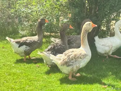 ذهبان 3