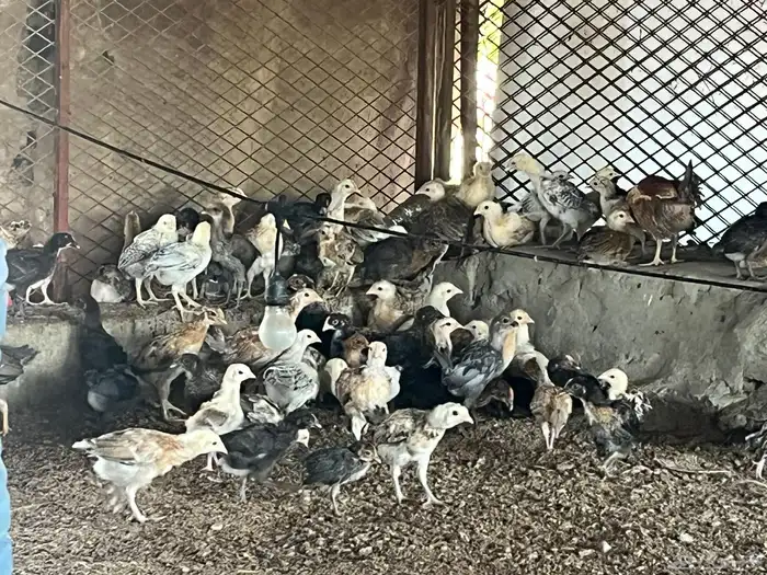 صوص صيصان بلدي فيومي 0