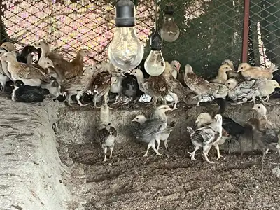 صوص صيصان بلدي فيومي 2