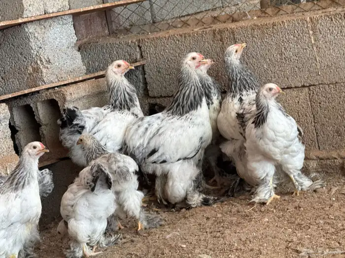 براهما كونك حجم طيب جدا الغولاء جده 1