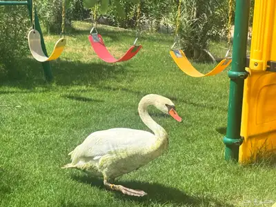 ذهبان 1