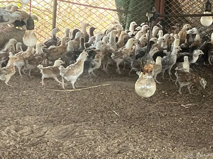 صوص صيصان بلدي فيومي 1