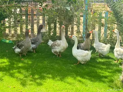 ذهبان 6