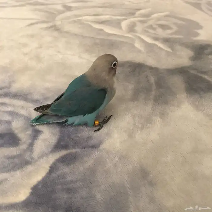فروخ للبيع 4
