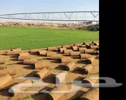 ثيل طبيعي ياباني انتورو فرنسي c2000 ثيل الظل عشب ثيل ملاعب 1