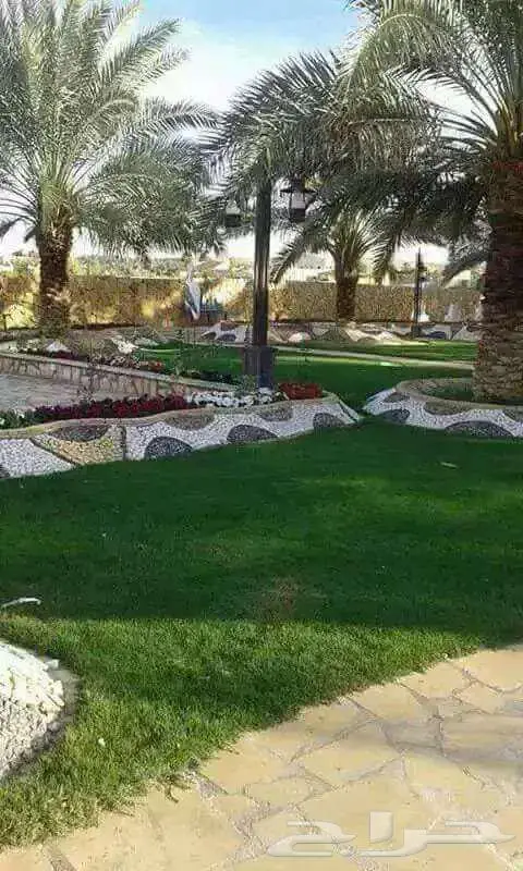 ثيل طبيعي ياباني انتورو فرنسي c2000 ثيل الظل عشب ثيل ملاعب 5