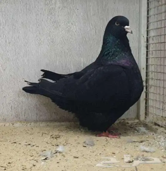 جوز فرش مع عيالة 2