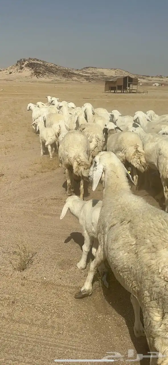 غنم حرية خلفات متابيع صنف جروم حرش نادر العدد 42 تحتها 42 15