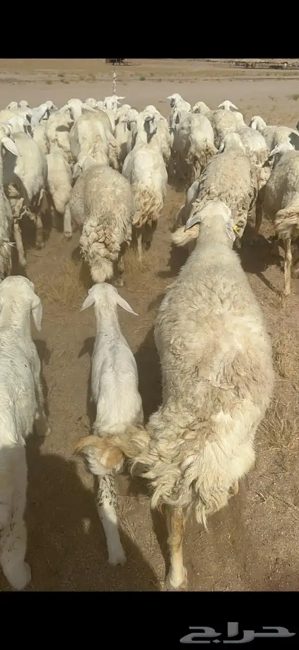 غنم حرية خلفات متابيع صنف جروم حرش نادر العدد 42 تحتها 42 23