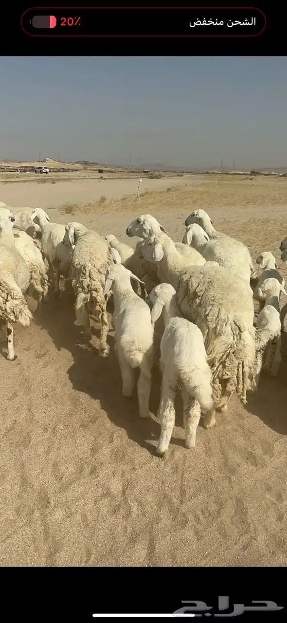 غنم حرية خلفات متابيع صنف جروم حرش نادر العدد 42 تحتها 42 18