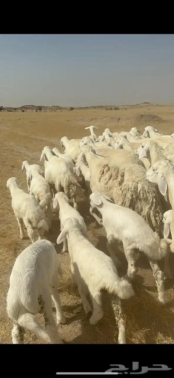 غنم حرية خلفات متابيع صنف جروم حرش نادر العدد 42 تحتها 42 9