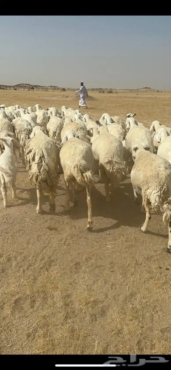 غنم حرية خلفات متابيع صنف جروم حرش نادر العدد 42 تحتها 42 7