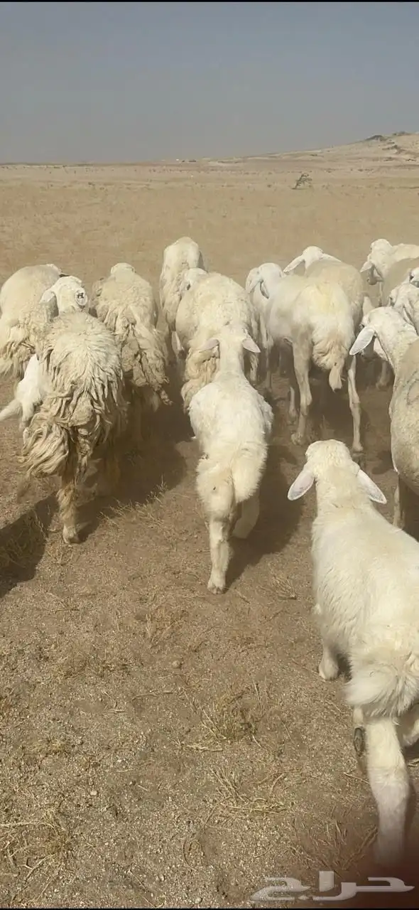 غنم حرية خلفات متابيع صنف جروم حرش نادر العدد 42 تحتها 42 1