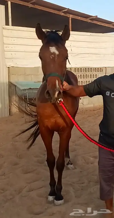 مزاد هجر لبيع وعرض الخيول 2