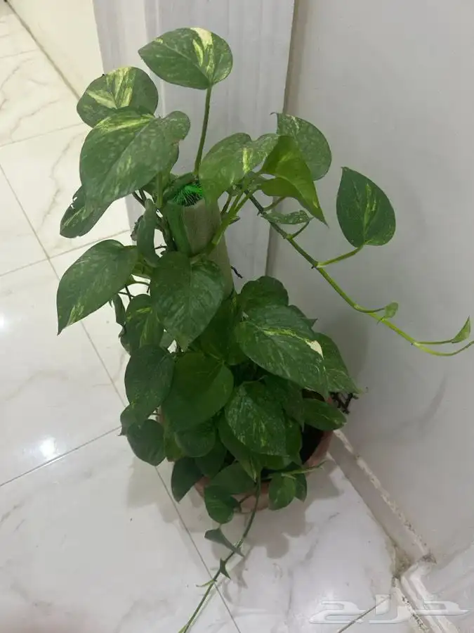 نبات البوتس المتدلي 3