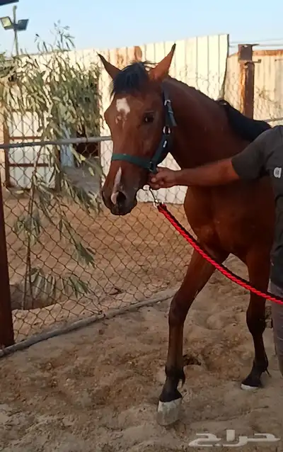 مزاد هجر لبيع وعرض الخيول 0