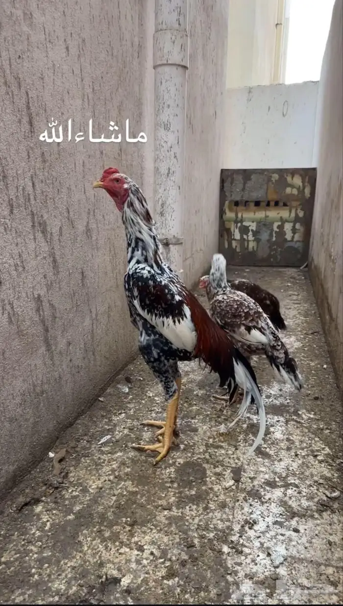 دجاجه سنديه خاكيه 0