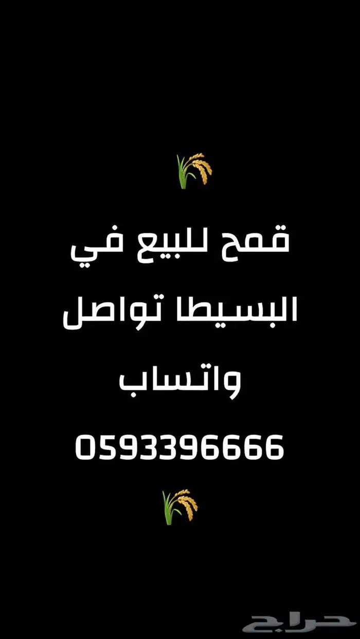 قمح للبيع 115 طن بسيطا الجوف 0