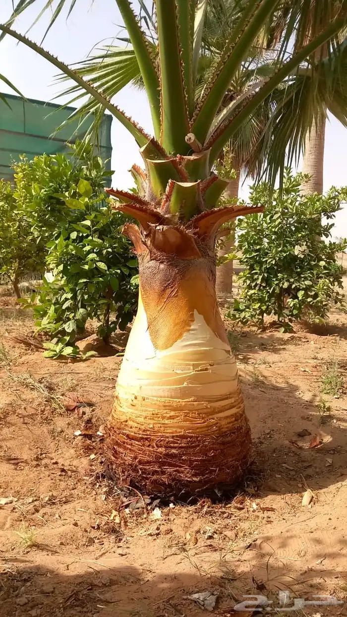 مشاتل بن نوح استشارة و تنسيق 9