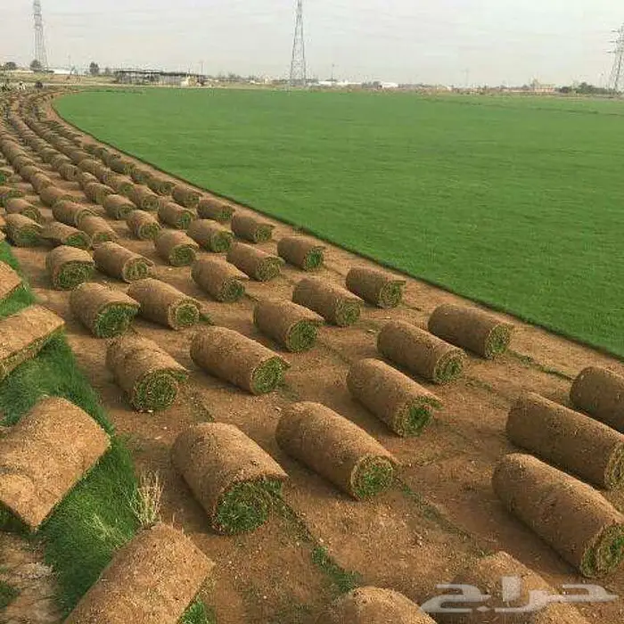 ثيل طبيعي ياباني انتورو فرنسي c2000 ثيل الظل عشب ثيل ملاعب 0