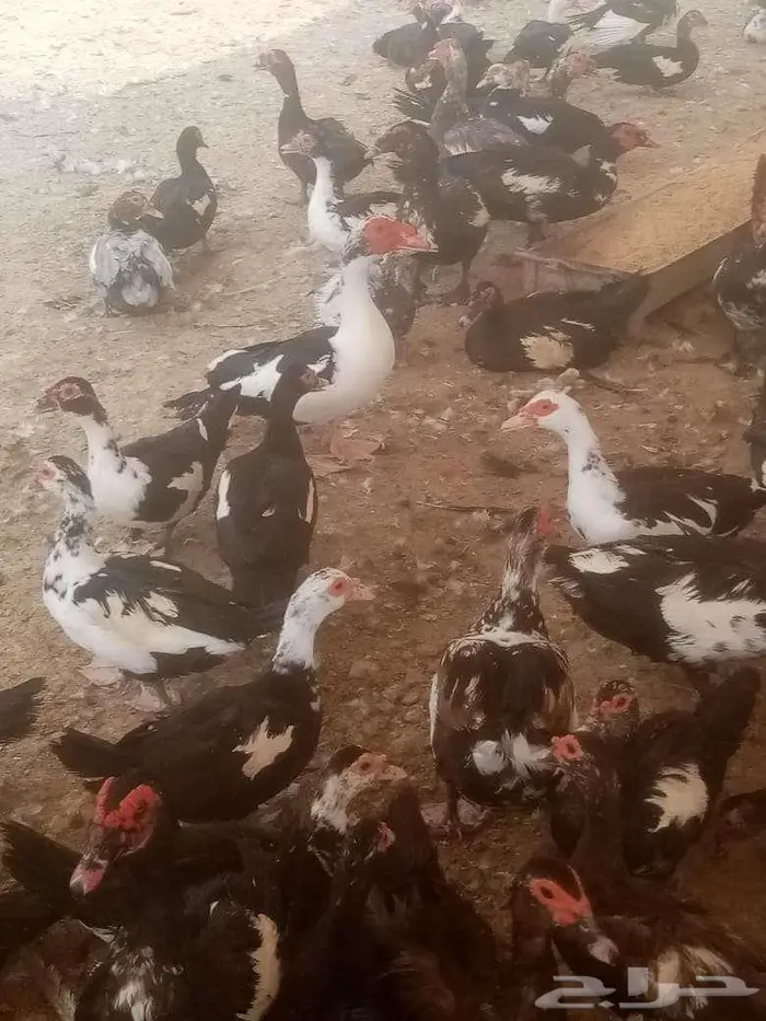 القصيم 2