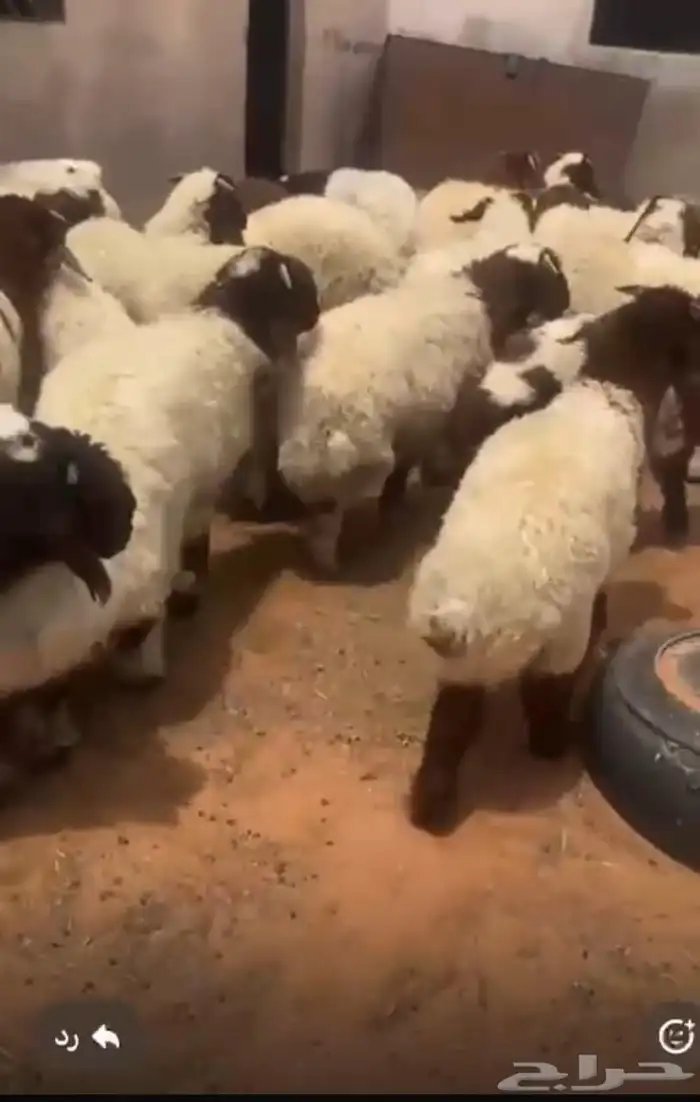 نعيم 2