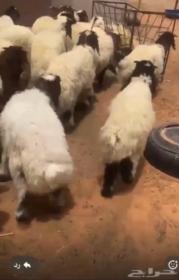 نعيم 1