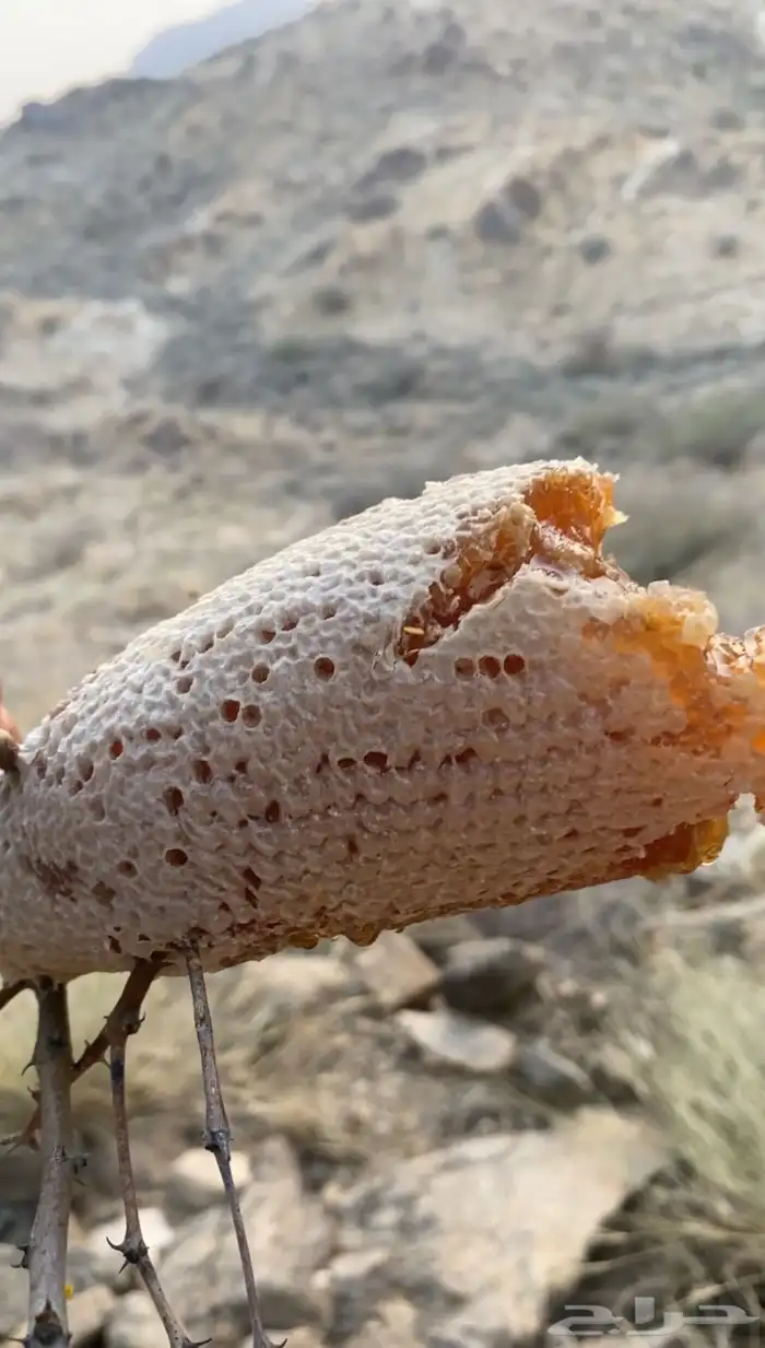 عسل سمر جبلي حر 9