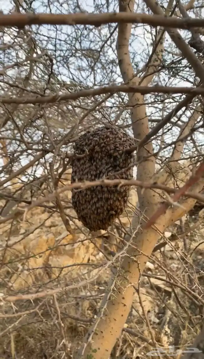 عسل سمر جبلي حر 7
