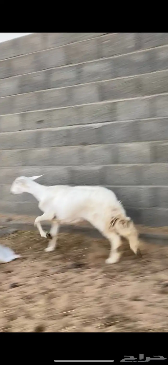 نعجه دافع 3