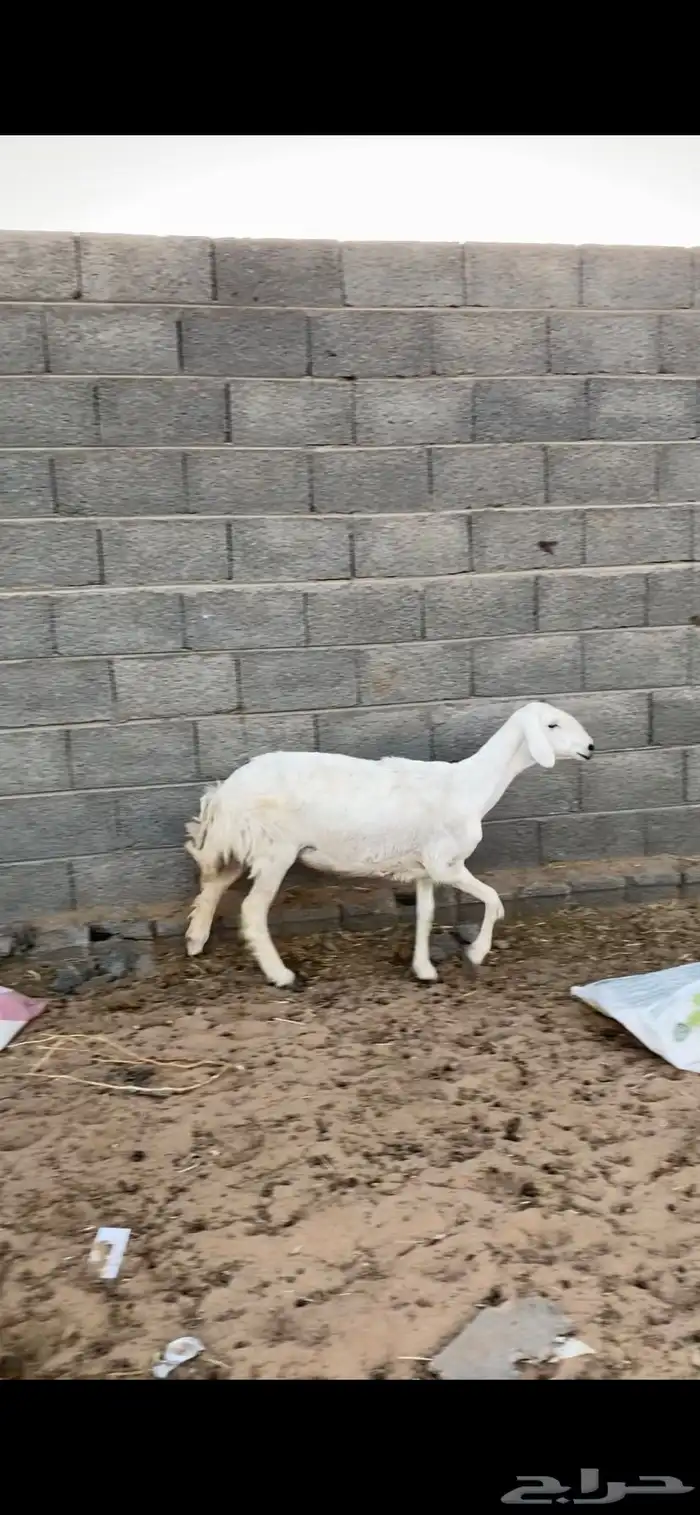 نعجه دافع 1