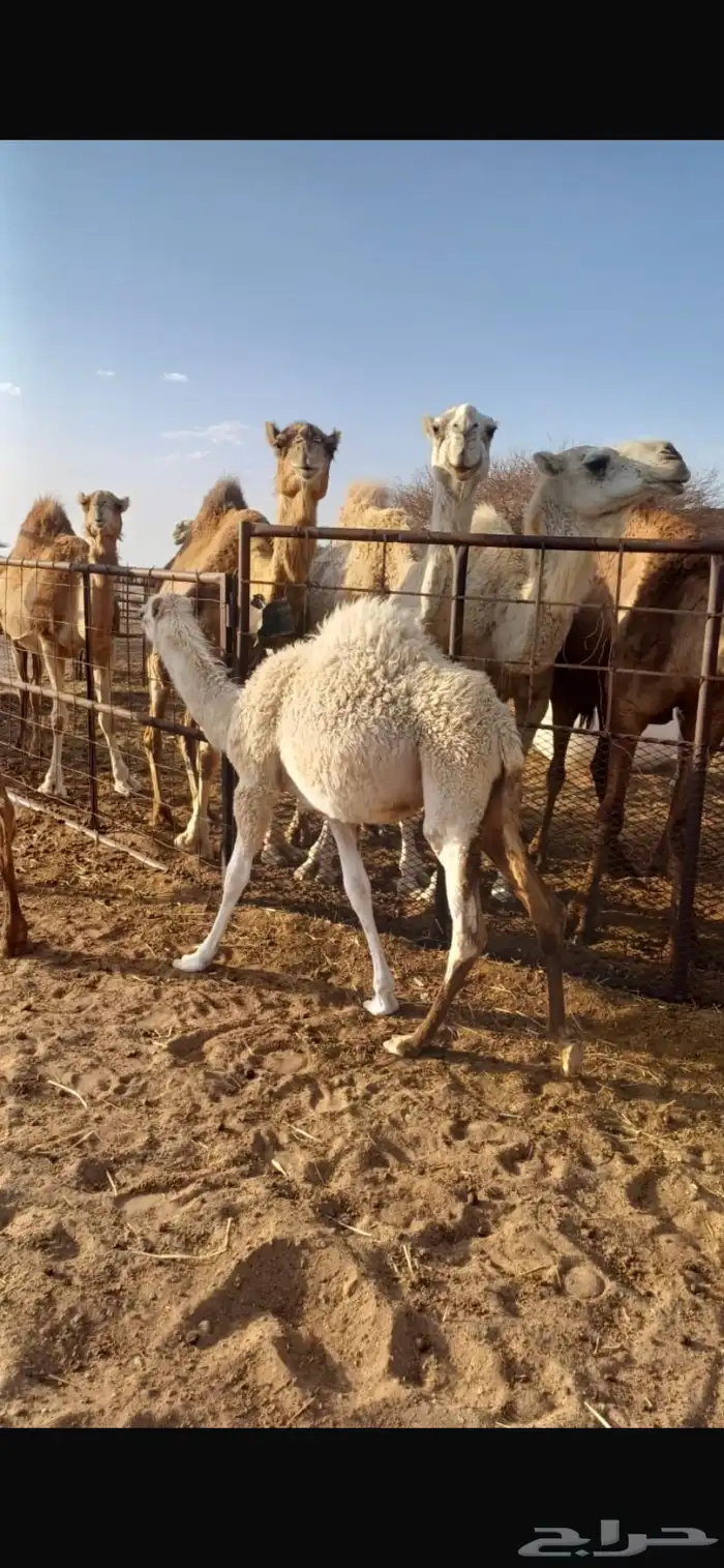 حشو بريه طيبه عمارها قريب ال 6 اشهر 0