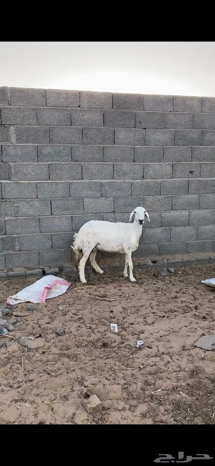نعجه دافع 2