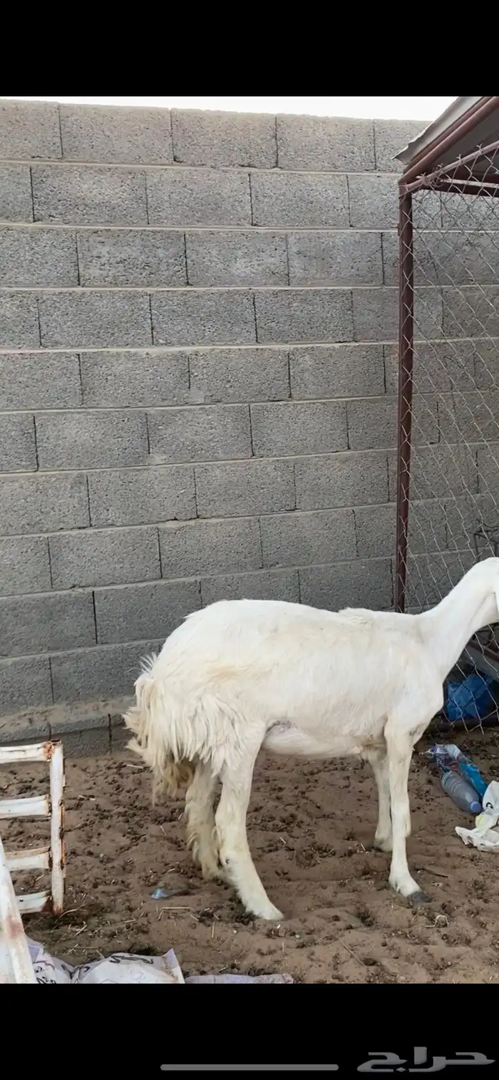 نعجه دافع 5