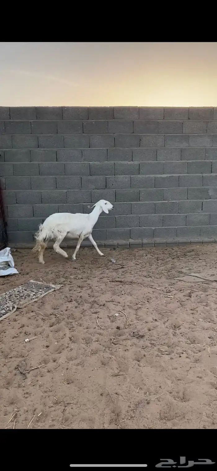 نعجه دافع 4