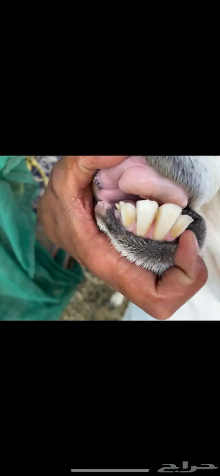 نعجه دافع 6