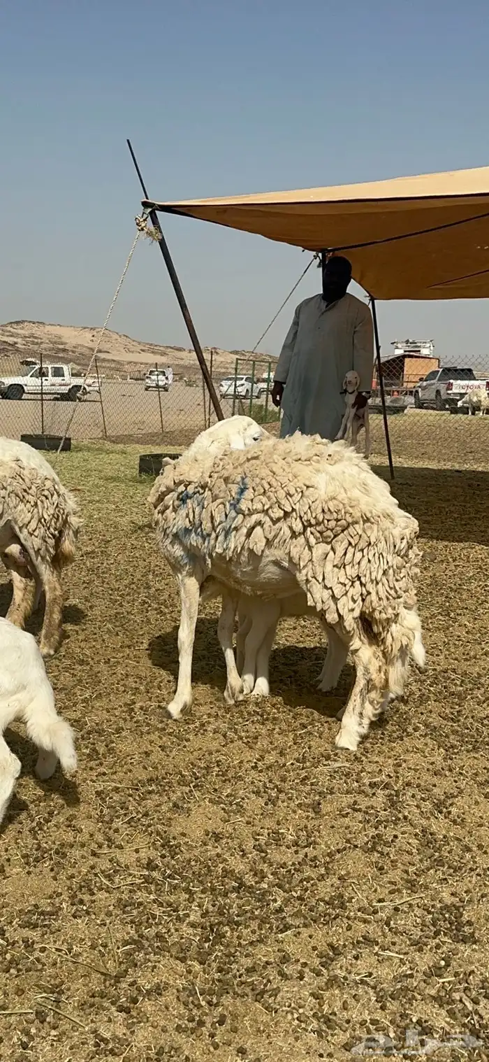 غنم حرية رخال متابيع صنف نادر وفرصه طيبه 30 تحتها 30 3