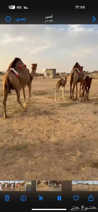 خلفه ساحيله 12