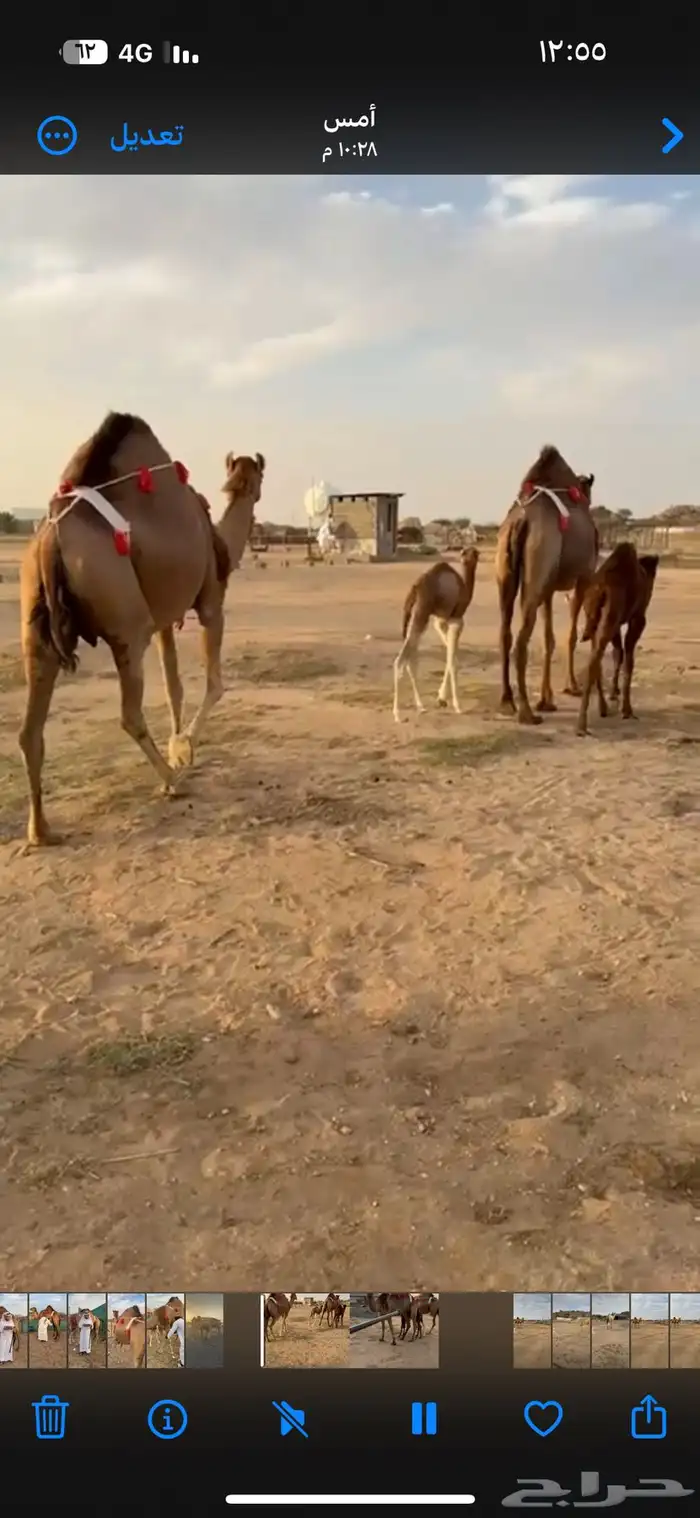 خلفه ساحيله 12