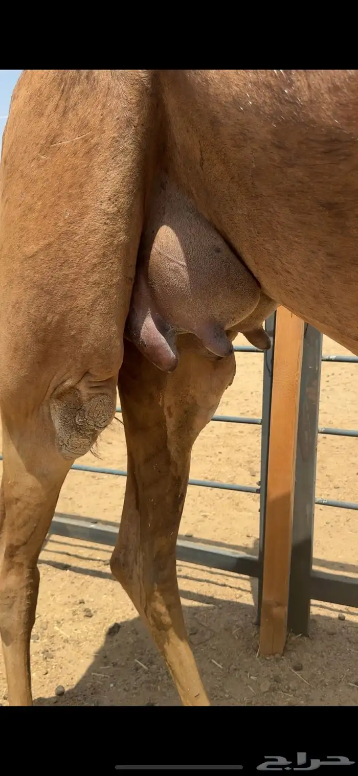 خلفة ساحلية للبيع تم  البيع 0