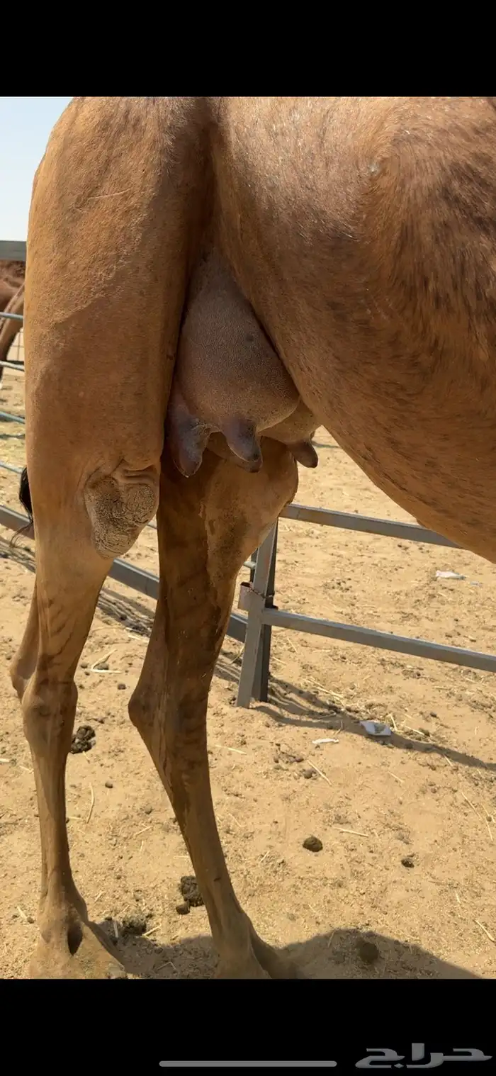 خلفة ساحلية للبيع تم  البيع 10