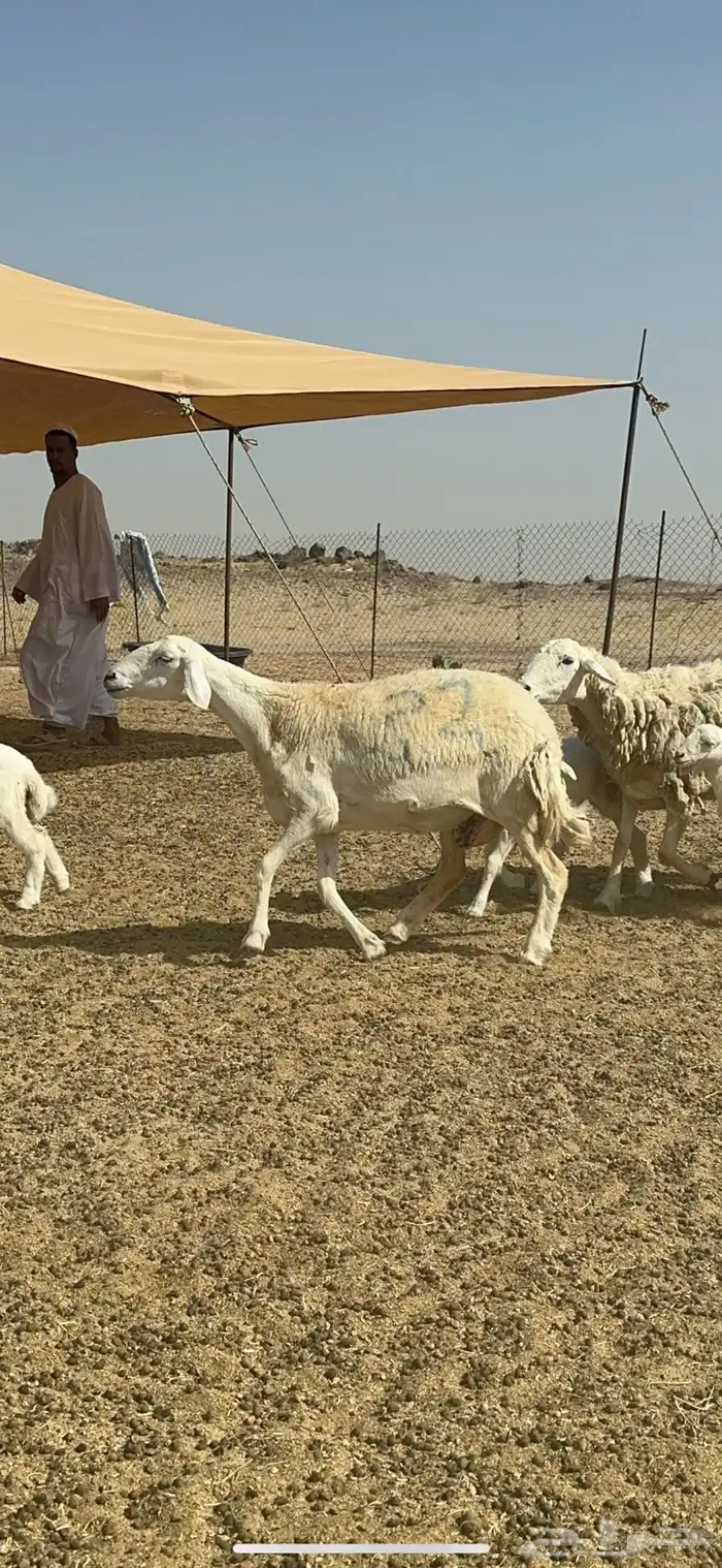 غنم حرية رخال متابيع صنف نادر وفرصه طيبه 30 تحتها 30 1