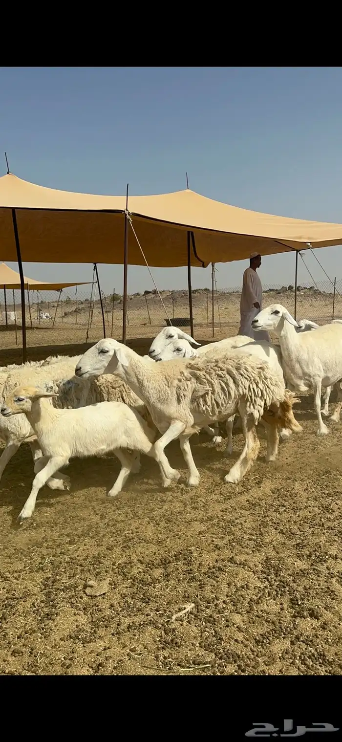 غنم حرية رخال متابيع صنف نادر وفرصه طيبه 30 تحتها 30 8