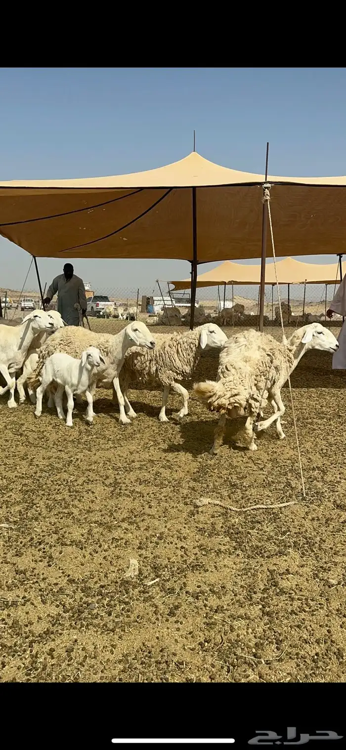 غنم حرية رخال متابيع صنف نادر وفرصه طيبه 30 تحتها 30 6